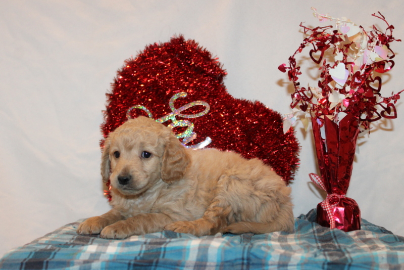 puppy, for, sale, Mini Goldendoodle F2, Matthew B. Stoltzfus, dog, breeder, Gap, PA, dog-breeder, puppy-for-sale, forsale, nearby, find, puppyfind, locator, puppylocator, aca